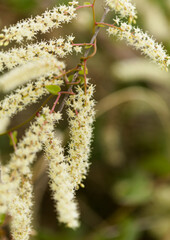 Flora of Gran Canaria - Anredera cordifolia, Madeira vine, invasive plant, natural macro floral background