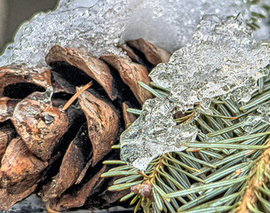  conifer cone or pinecone , winter and frozen