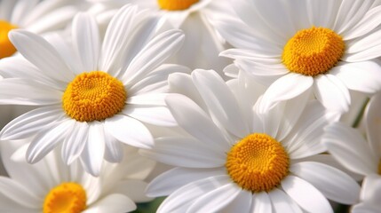 Fototapeta premium A captivating image of a cluster of daisies with bright white petals and a sunny yellow center, highlighting their simple and cheerful beauty.