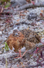 Willow Ptarmigan in Fall Plummage in Denali National Park Alaska in Autumn