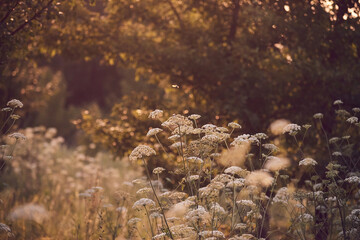 background of meadow with flowers. summer flowers on forest meadow in evening sunset.