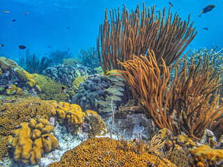 Caribbean coral garden