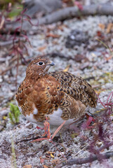 Willow Ptarmigan in Fall Plummage in Denali National Park Alaska in Autumn