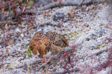 Willow Ptarmigan in Fall Plummage in Denali National Park Alaska in Autumn