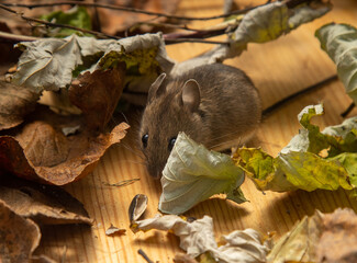The vole lives in an aviary among fallen leaves. ??ommon red-backed vole (Clethrionomys glareolus). Breeders of wild animals