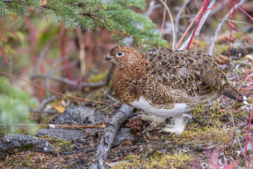 Willow Ptarmigan in Fall Plummage in Denali National Park Alaska in Autumn