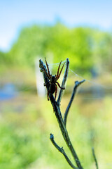 The wolf spider was hiding on a branch. Close-up