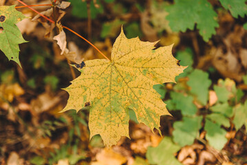 large yellow maple leaf on branch, close-up view, autumn leaf fall