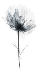 A beautiful black and white photograph of a flower taken with x-ray photography