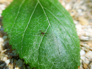 Young wolf spider (Pardosa sp.) from brood