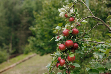 Ripe red apples hang from branch decorated with green leaves. Fruits in apple orchard before harvest. an apple orchard at end of summer.