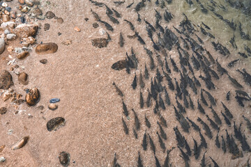 footprint on the sand
