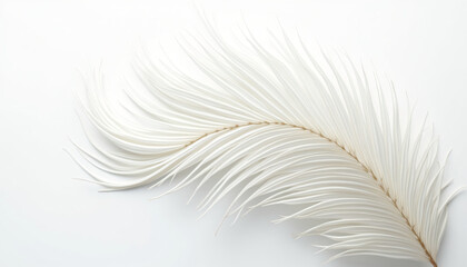 Obraz premium White bird feather on white background