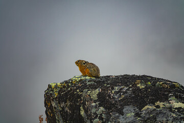 Block field, debris flow (corrom) mountains and typical inhabitants. Altai pika (Ochotona alpina) emits loud whistle in case of danger, Sayan mountains, near Lake Baikal. Alpine belt of mountains