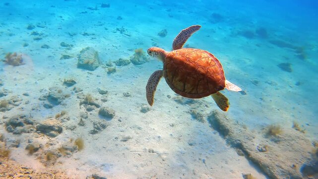 Following a little turtle swimming in the turquoise water. Wildlife of the sea or ocean.