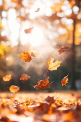 autumn leaves levitating pattern, colorful autumn forest in the background