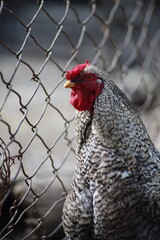 gallina mirando la libertad 