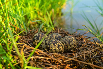 A black-winged stilt (Himantopus himantopus) nest in the coastal thickets of a brackish lake in coastal vegetation Aeluropus littoralis. Northern Black Sea region