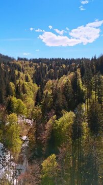 Going up high over the pine tree forest with snow covering the ground. Beautiful wild nature of Liechtenstein, Europe. FPV drone footage. Vertical video.