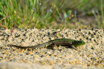 Sand lizard (Lacerta agilis) on ansient vegetated dune in the river valley of the middle reaches of the Don River, forest-steppe zone. Russia