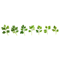 Naklejka premium Parsley leaves, in different angles and poses, cut out