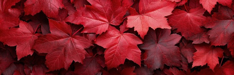 Vibrant red leaves blanket the ground in a serene autumn setting during late afternoon
