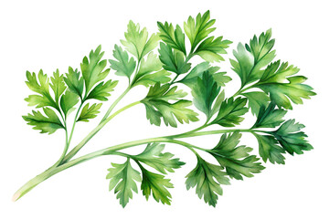 Delicate watercolor painting of vibrant green parsley sprig