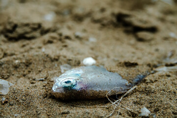 Dead sea fish on the shore of the Persian Gulf. Iran