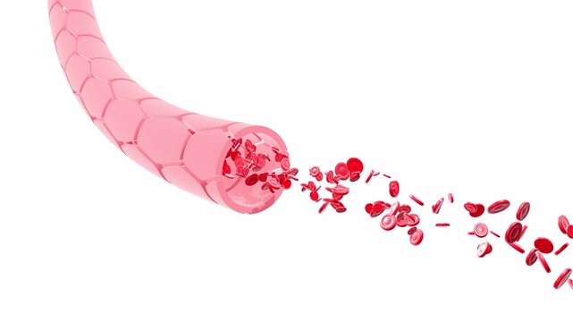 3D animation of artery or vein with the movement of red blood cells. Cropped image on white background, with part of the circulating blood floating in the air.