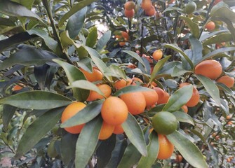 Exotic orange