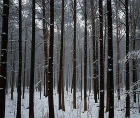 winter forest