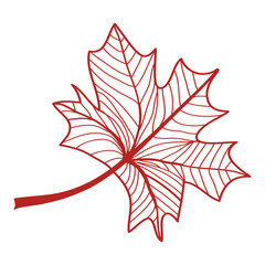 Hand drawing line art red maple vector illustration