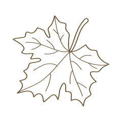 Fototapeta premium Hand drawn brown maple leaf line art vector illustration