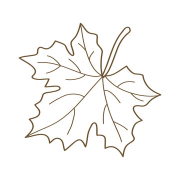 recommend clip art: Hand drawn brown maple leaf line art vector illustration