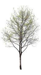 Obraz premium A young tree with green leaves isolated on a white background.