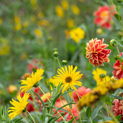 Colourful flowers in the garden at the impressionist painter, Claude Monet's house in Giverny, France. 
