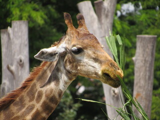 Animals at the zoo in Brasília- Brasil; animais no zoológico em Brasília- Brasil.
