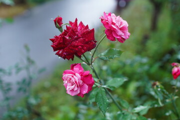 Obraz premium A close-up view of vibrant pink and deep red rose blossoms that are freshly covered with small water droplets after a rain. Natural beauty concept