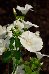 Ślazówka letnia, białe kwiaty ślazówk, ślazówka ogrodowa, ślazówka jednoroczna, Lavatera trimestris, white flowers of annual mallow  © kateej