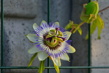 Męczennica błękitna, Passiflora caerulea, blue passionflower, bluecrown passionflower, common...