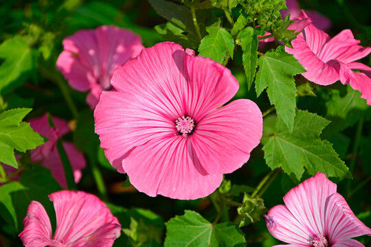 Ślaz&oacute;wka letnia, r&oacute;zowe kwiaty ślaz&oacute;wki, ślaz&oacute;wka ogrodowa, ślaz&oacute;wka jednoroczna, Lavatera trimestris, pink flowers of annual mallow 