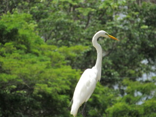 Animals at the zoo in Brasília- Brasil; animais no zoológico em Brasília- Brasil.