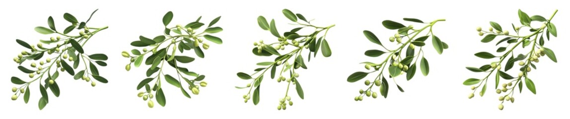 Naklejka premium Collection of Green Mistletoe Isolated On White Background. Generative ai