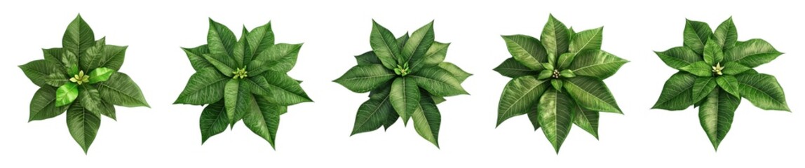 Collection of Green Poinsettia Isolated On White Background. Generative ai