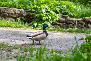 Ducks sleep, clean their feathers, eat algae. Ducks are beautifully reflected in water. A family of ducks, geese swims in a water channel, river, lake.