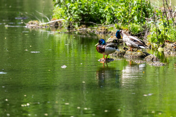 Ducks sleep, clean their feathers, eat algae. Ducks are beautifully reflected in water. A family of ducks, geese swims in a water channel, river, lake.