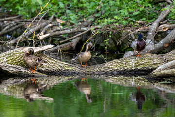 Ducks sleep, clean their feathers, eat algae. Ducks are beautifully reflected in water. A family of ducks, geese swims in a water channel, river, lake.