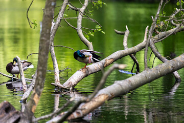 Ducks sleep, clean their feathers, eat algae. Ducks are beautifully reflected in water. A family of ducks, geese swims in a water channel, river, lake.