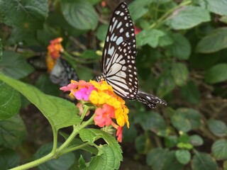 butterfly on flower