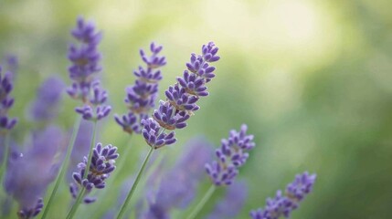 Obraz premium A serene image of a cluster of blooming lavender, with soft purple hues and fine details of the tiny flowers, set against a blurred green background.